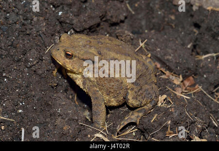 Common Toad - Bufo bufo Amphibian of gardens & wetlands Stock Photo