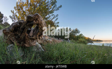 Large dead tree by Lake with the sunrise light hitting the leafs on tee Stock Photo