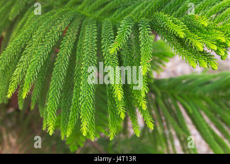 Norfolk Island Pine (Araucaria heterophylla, Araucaria excelsa), branch, Morocco Stock Photo