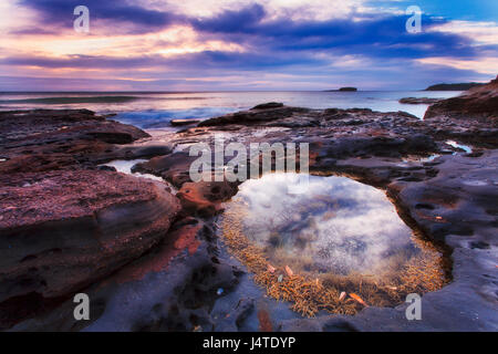 Cloudy sunrise over South Durral rocky sea head at low tide when saltwtter puddles hold water and seaweeds. Stock Photo