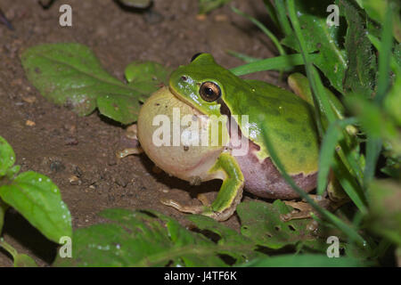 Male of Italian tree frog (Hyla intermedia) calling with vocal sac during the breedin season near a water pond Stock Photo