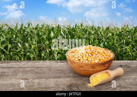 uncooked corn seeds in bowl with cornmeal porridge in scoop on wooden table with green field on the background. Agriculture and harvest concept. Maize Stock Photo