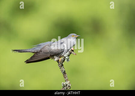 Common cuckoo (Cuculus canorus) Stock Photo