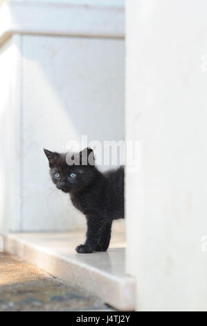 a black kitten looks out for the first time on the backyard Stock Photo