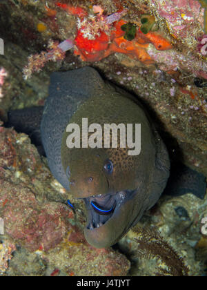 moray eel hide in the hole of coral Stock Photo