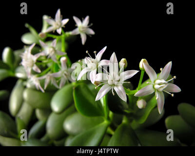 Crassula ovata with flowers, known also as jade plant or money tree, friendship tree, lucky plant, on black background Stock Photo