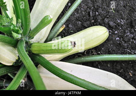 close-up of growing vegetable marrow in the vegetable garden, view from above Stock Photo