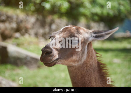 Portrait of lama animal in green natural background. Close-up of lama head Stock Photo