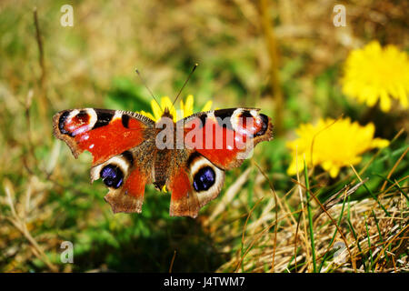A red and blue butterfly has landed on a yellow dandelion flower against a grassy background