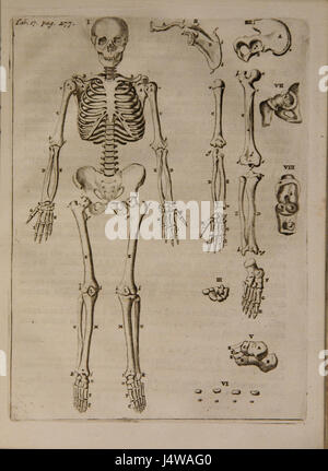 Scriptum Anatomy This textbook provides detailed anatomical descriptions, focusing on ...