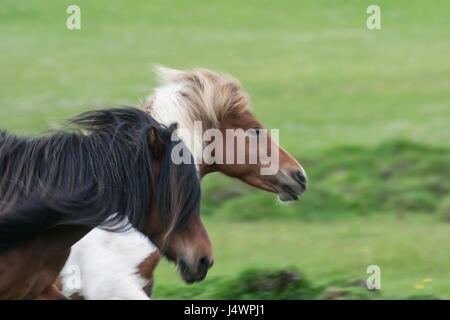 Iceland horses are special because of their colors and gaits as well as for the stamina and dispositions. Stock Photo