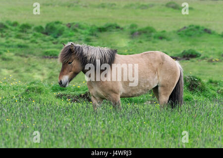 Iceland horses are special because of their colors and gaits as well as for the stamina and dispositions. Stock Photo