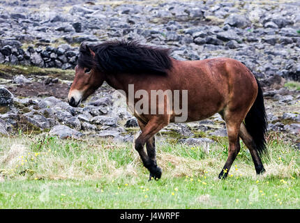 Iceland horses are special because of their colors and gaits as well as for the stamina and dispositions. Stock Photo