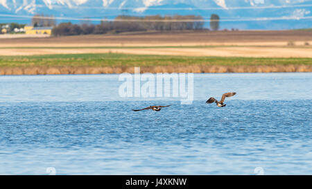 Canadian Geese in flight over a lake in the prairies, Alberta Canada Stock Photo