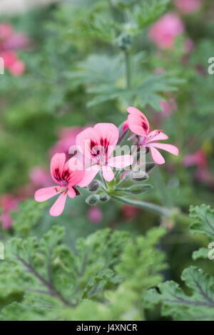 Pelargonium 'Roller's Satinique' flowers. Scented Geranium Stock Photo