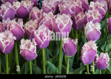 Tulipa. Tulip 'Cummins'. Fringed tulips Stock Photo