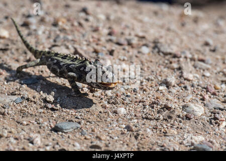 Chamaeleo namaquensis, Namaqua Chameleon Stock Photo