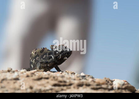 Chamaeleo namaquensis, Namaqua Chameleon Stock Photo