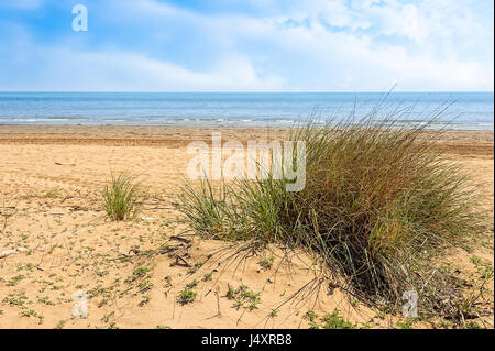 View of the beach. Plants growing on the dune. Sea and blue sky with clouds. Nice summer landscape. Stock Photo