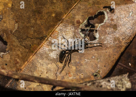 A bullet ant – Paraponera clavata - on a dead leaf on the floor of the Amazon Rainforest in Brazil Stock Photo