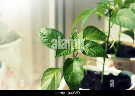 paprika plants growing in pots indoor Stock Photo