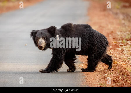 Sloth bear Stock Photo