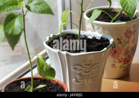 paprika plants growing in pots indoor . Close up. Stock Photo