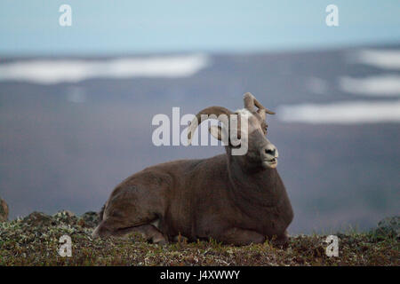 Putorana snow ram (Putorana big horn ram). Kutaramakan. Endemic animal of Putorana plateau. North of Russia. Siberia. Putorana reserve. Russia. Stock Photo