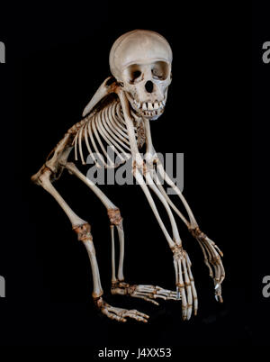 A Baby Chimpanzee Skeleton, not a Replica,  against a Black Background Stock Photo