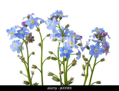 Forget-me-nots isolated on white background. studio shot Stock Photo