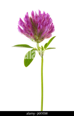 Clover flower isolated on white background. Trifolium pratense Stock Photo