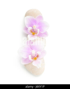 Two light pink orchids and stones  isolated on white background. Viewed from above. Stock Photo