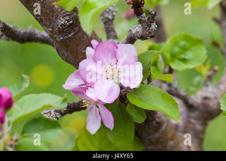 Close up of Malus domestica 'Annie Elizabeth' apple blossom flowering during spring in an English garden, England, UK Stock Photo