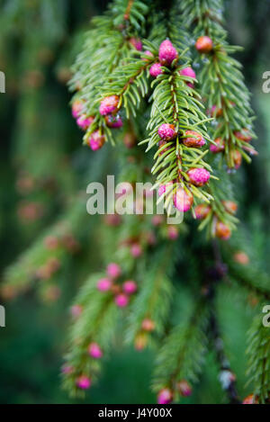 Young branch of spruce tree with conifer cones, focused on single pink beutiful new cone,High Tatras, Slovakia, Poland Stock Photo