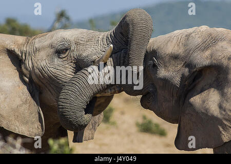 Young male Addo elephants fighting with trunks intertwined Stock Photo