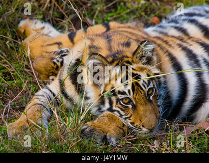 The cub wild tiger lying on the grass. India. Bandhavgarh National Park. Madhya Pradesh. Stock Photo