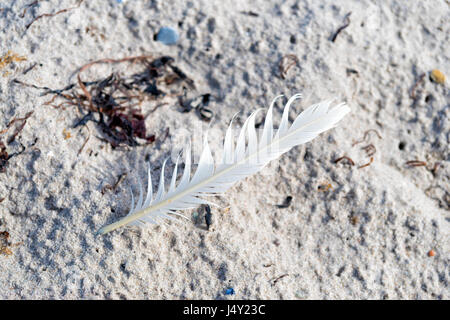 single white bird feather on a danish beach Stock Photo