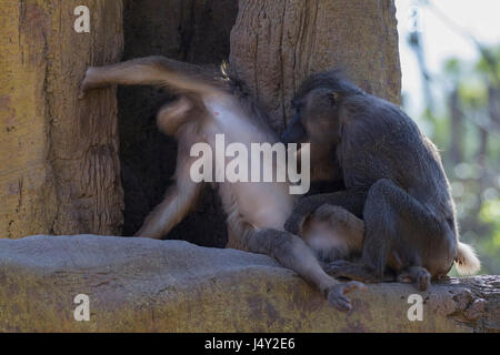 Monkey (Mandrillus leucophaeus) in captivity. Stock Photo