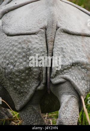 Wild Great one-horned rhinoceros stretching away. India. Kaziranga National Park. Stock Photo