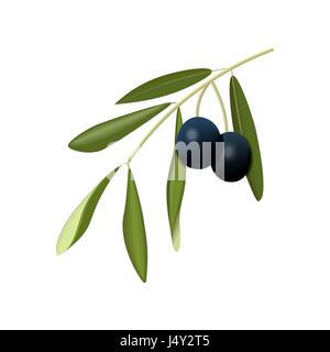 Olive branch with black olives on a white background isolated Stock Vector