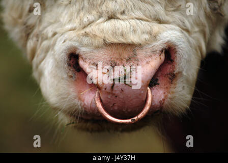 Hereford Bull with ring through nose Stock Photo - Alamy