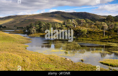 Scots Pine woodland is reflected in the waters of Loch Clair lake on the Coulin Estate in Glen Torridon valley under the mountains of the west Highlan Stock Photo