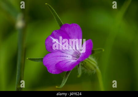 Corncockle or Agrostemma githago often met wild purple flower, Plana mountain, Bulgaria Stock Photo