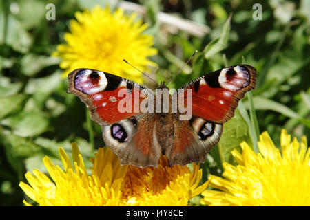 Butterfly Peacock takes off from yellow flower of dandelion Stock Photo