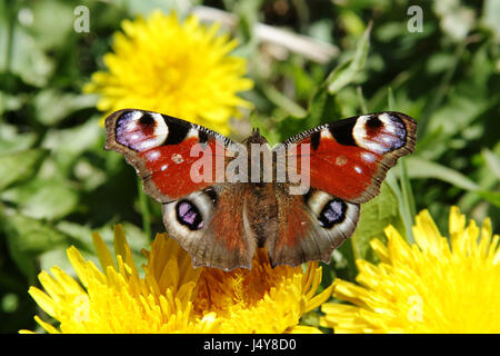 Butterfly Peacock takes off from yellow flower of dandelion Stock Photo
