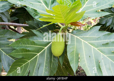 Exotic durian fruit on tree Stock Photo