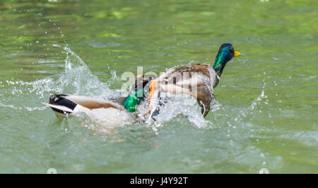 Pair of Drake Mallard Ducks (Anas platyrhynchos) fighting on water in West Sussex, England, UK. Stock Photo