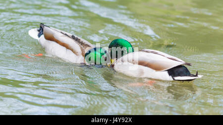 Pair of Drake Mallard Ducks (Anas platyrhynchos) face to face confronting each other in water in Arundel, West Sussex, England, UK. Stock Photo