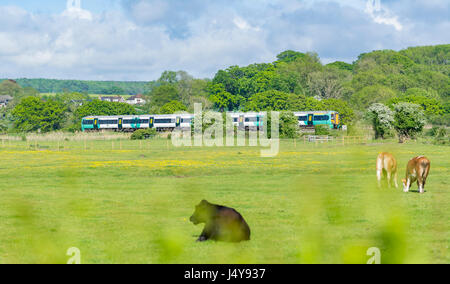 Class 377 Electrostar Southern train travelling through fields in the British countryside in Arundel, West Sussex, England, UK. Stock Photo