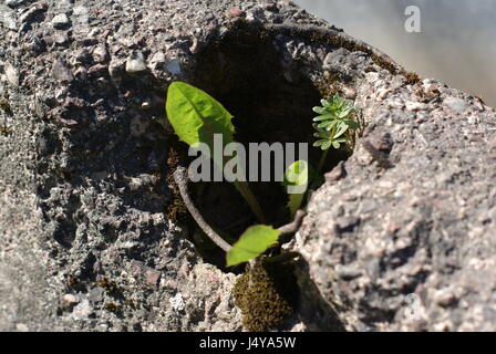 Plants growing in cement block on a sunny day Stock Photo